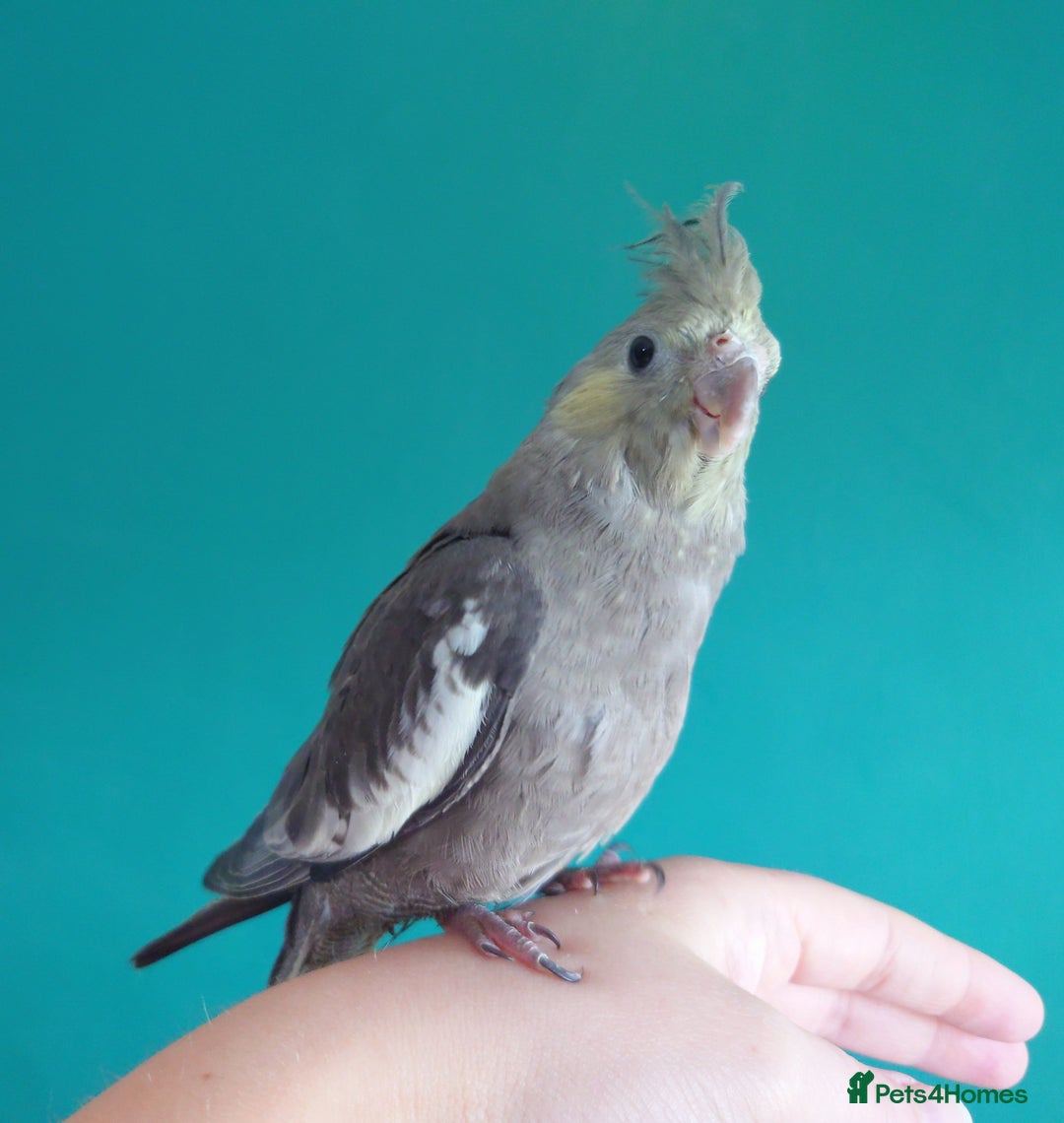 Cockatiels birds for sale: Hand reared semi tame DNA sexed baby cockatiel  in Worthing - Image 22