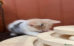Mixed Breed cats for sale: 🐾 Adorable Kittens For Forever Homes 🐾  - Image 7