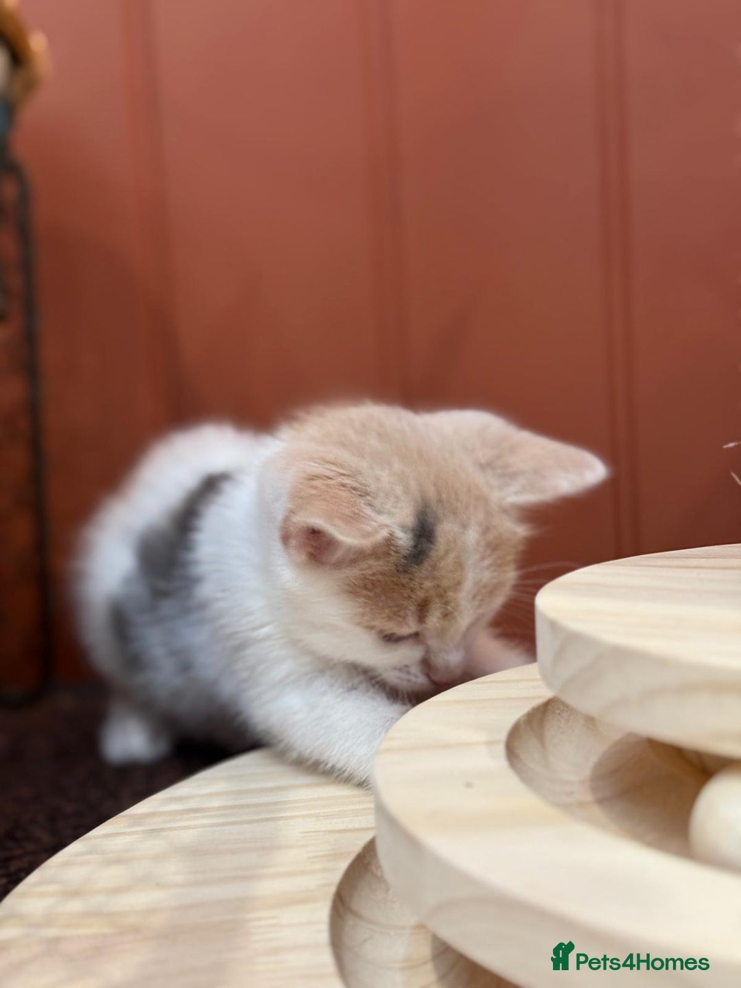 Mixed Breed cats for sale: 🐾 Adorable Kittens For Forever Homes 🐾  - Image 7