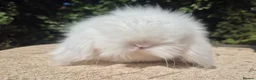 Angora rabbits for sale: 💓STUNNING TEDDYWIDDER BABIES- IMPORTED PARENTS 💓 - Advert 13