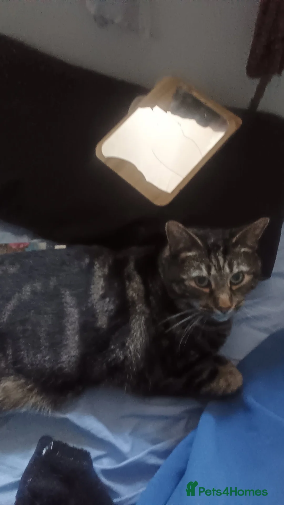 Domestic Shorthair cats for stud: Desperately trying to find a home for a lovely cat - Advert 2