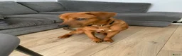 Mixed Breed dogs for sale: Male Rottie/bordeaux - Advert 8