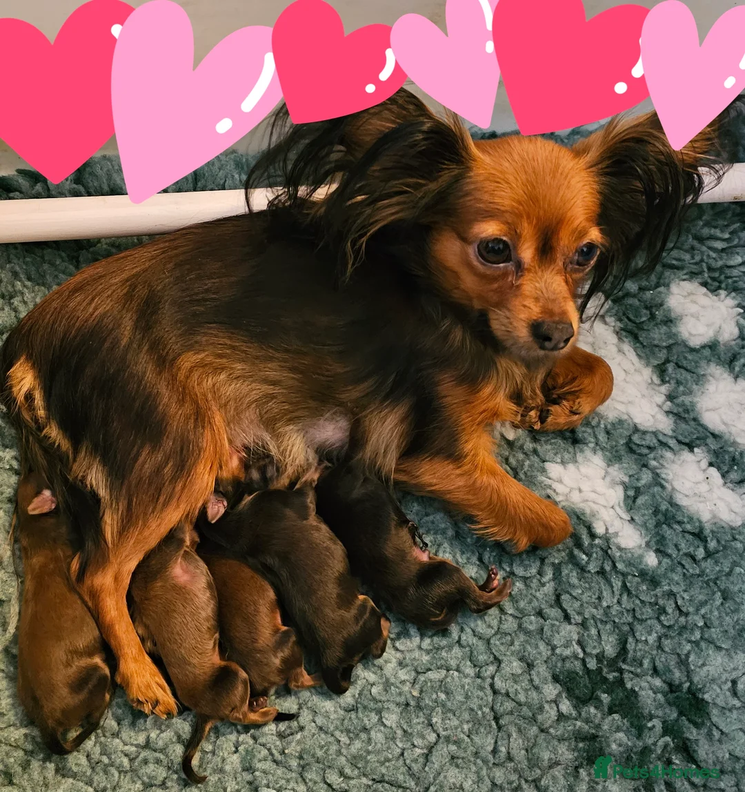 Russian Toy Terrier dogs for sale: Beautiful male Russian Toy puppy - Advert 2