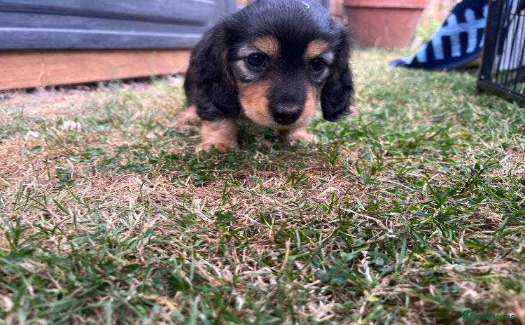 Miniature Dachshund dogs - Advert 1