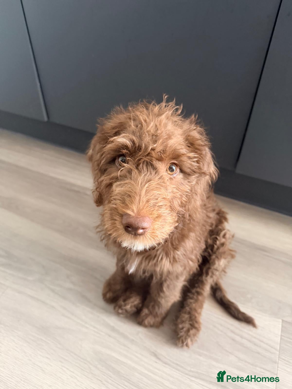 Labradoodle dogs Last puppy - Miniature F1B Labradoodle Puppies - Advert 1