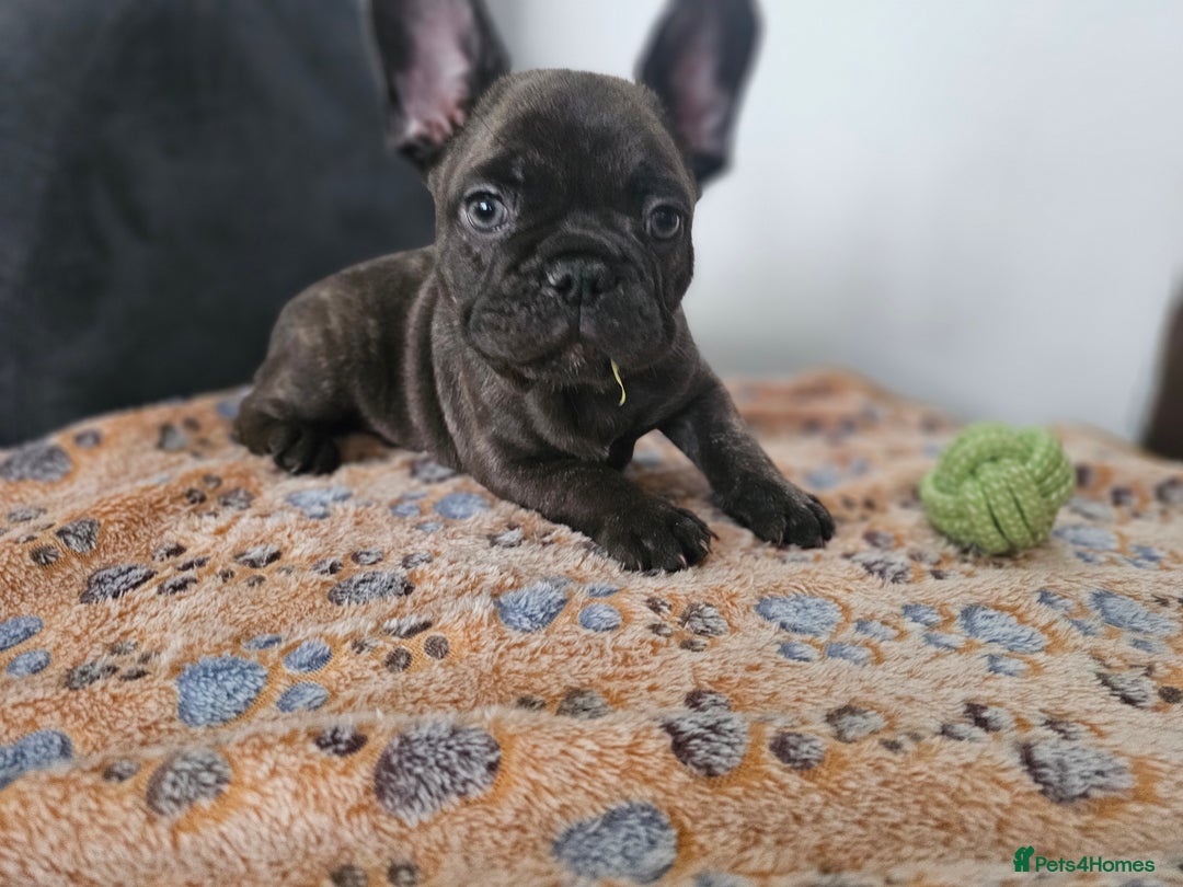 French Bulldog dogs for sale: French buldog puppies - Image 6