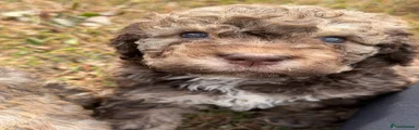 Lagotto Romagnolo 6