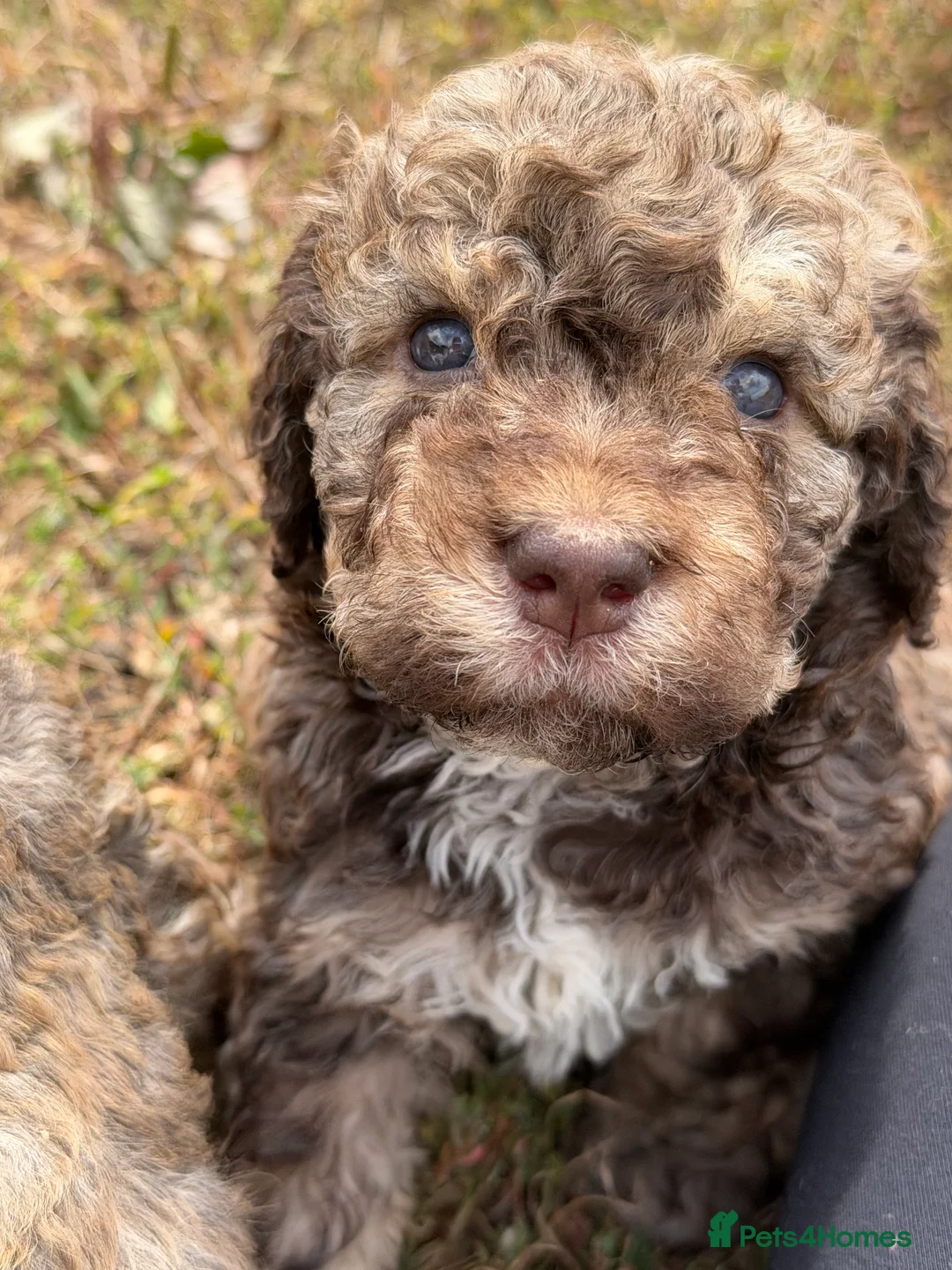 Lagotto Romagnolo dogs for sale: Kennel Club Registered Lagotto Romagnolo Puppies in Horncastle - Advert 8