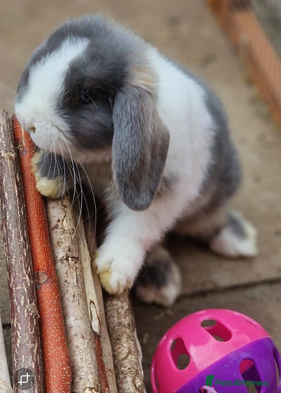 Mini Lop rabbits 🩵🤍 7 Weeks Blue Otter Split & Broken White🤍🩵 - Advert 2
