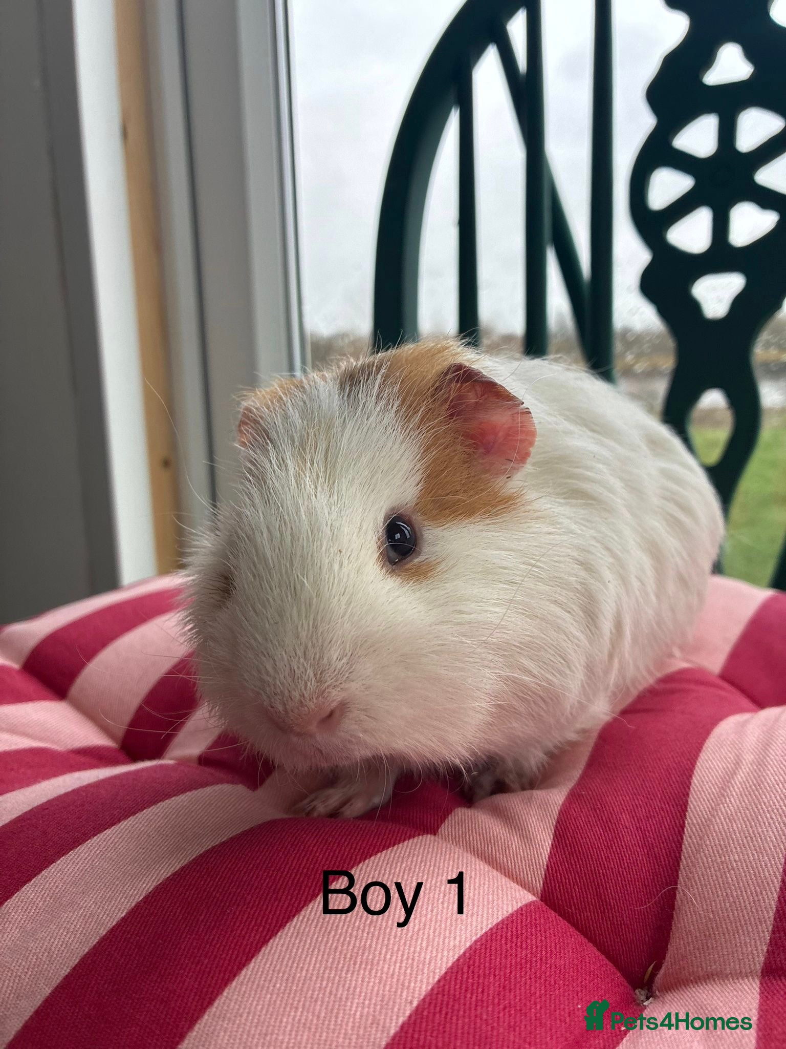 Guinea Pig rodents Lovely baby guinea pigs for sale  - Advert 23