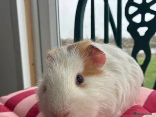 Guinea Pig rodents Lovely baby guinea pigs for sale - Advert 23