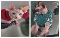 Sphynx cats for sale: Sphynx  - Image 12