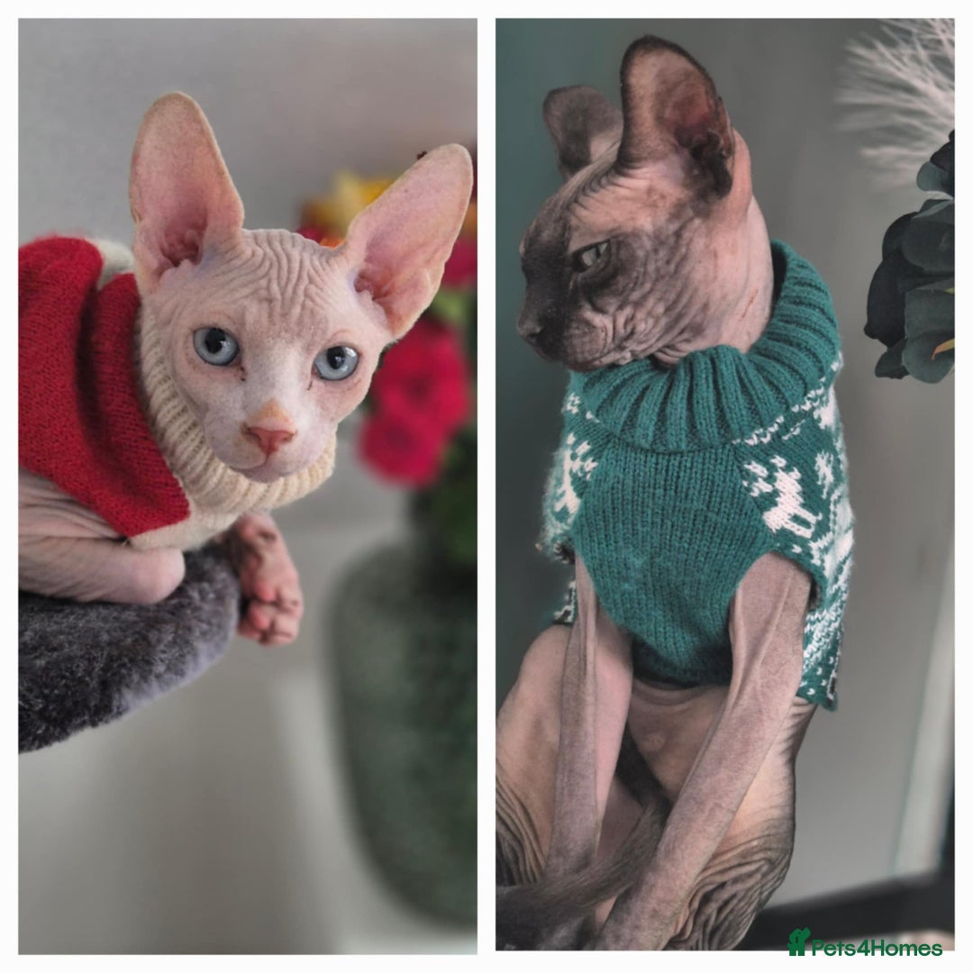 Sphynx cats for sale: Sphynx  - Image 12