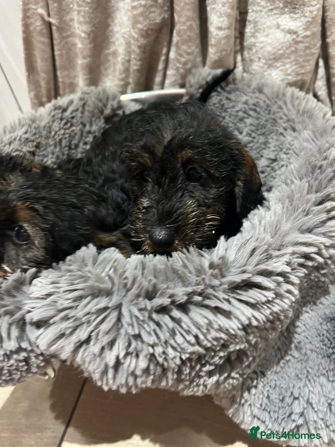 Dachshund dogs for sale: Miniature soft haired dachshunds - Advert 10