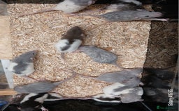 Rat rodents for sale: Baby Dumbo Rats , Furred , Rex , Naked  - Image 4