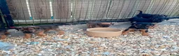 Border Terrier dogs for sale: Border terrier puppies  - Advert 10