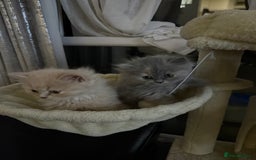 British Shorthair cats for sale: TICA REG BRITISH SHORTHAIR & LONGHAIR KITTENS - Image 10