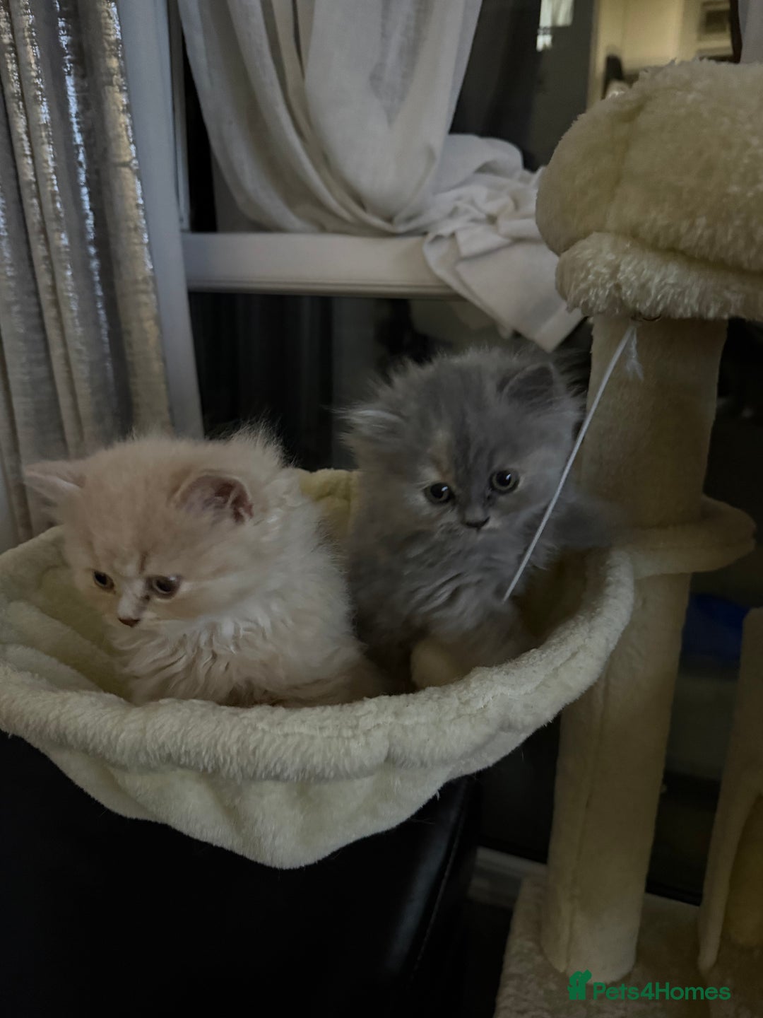 British Shorthair cats for sale: TICA REG BRITISH SHORTHAIR & LONGHAIR KITTENS - Image 10