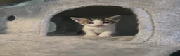 Mixed Breed cats for sale: 6 cute mixed kittens - Advert 15
