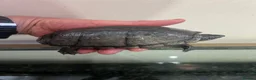 Turtle reptiles for sale: 2common musk turtles  in Halifax - Advert 2