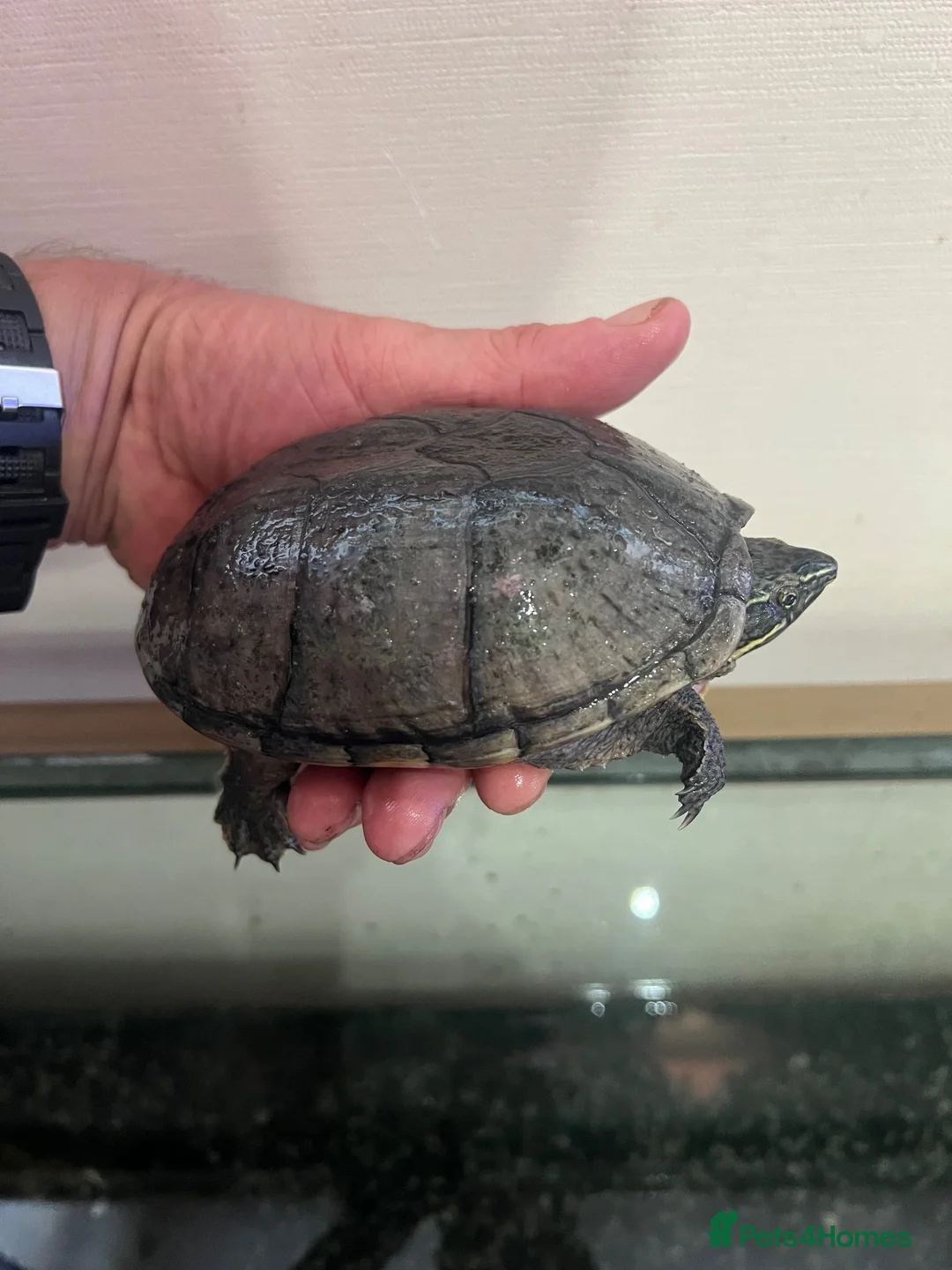 Turtle reptiles for sale: 2common musk turtles  in Halifax - Advert 2