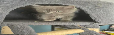 Ragdoll 1