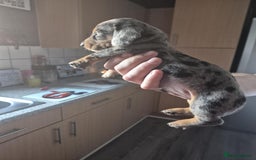 Dachshund dogs for sale: Dachshund puppies  - Image 1