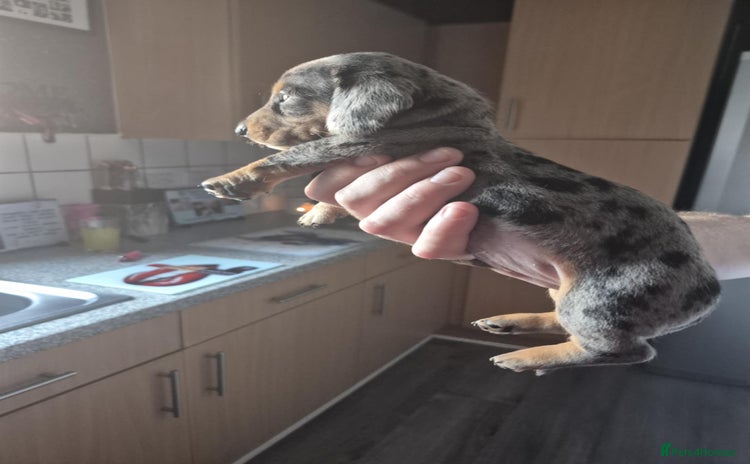 Dachshund dogs - Advert 16