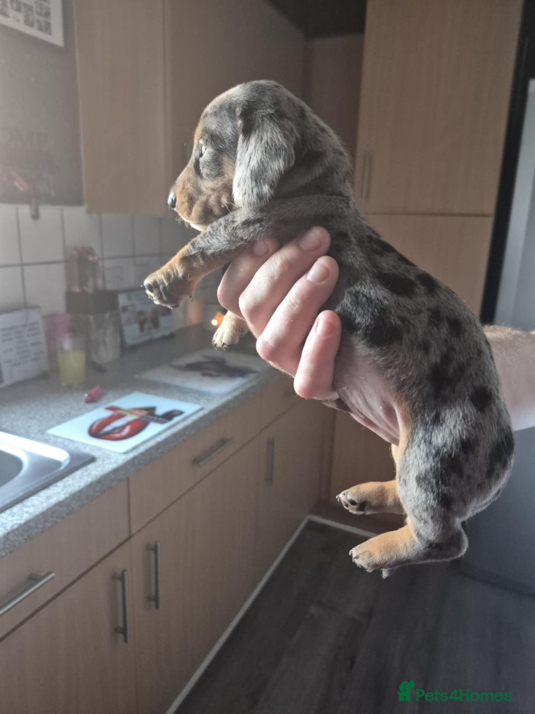 Dachshund dogs for sale: Dachshund puppies  - Image 1