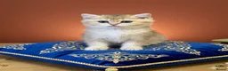 British Shorthair cats for sale: 🌟Last BSH Golden Shaded lovely girl left🌟 in Preston - Advert 5