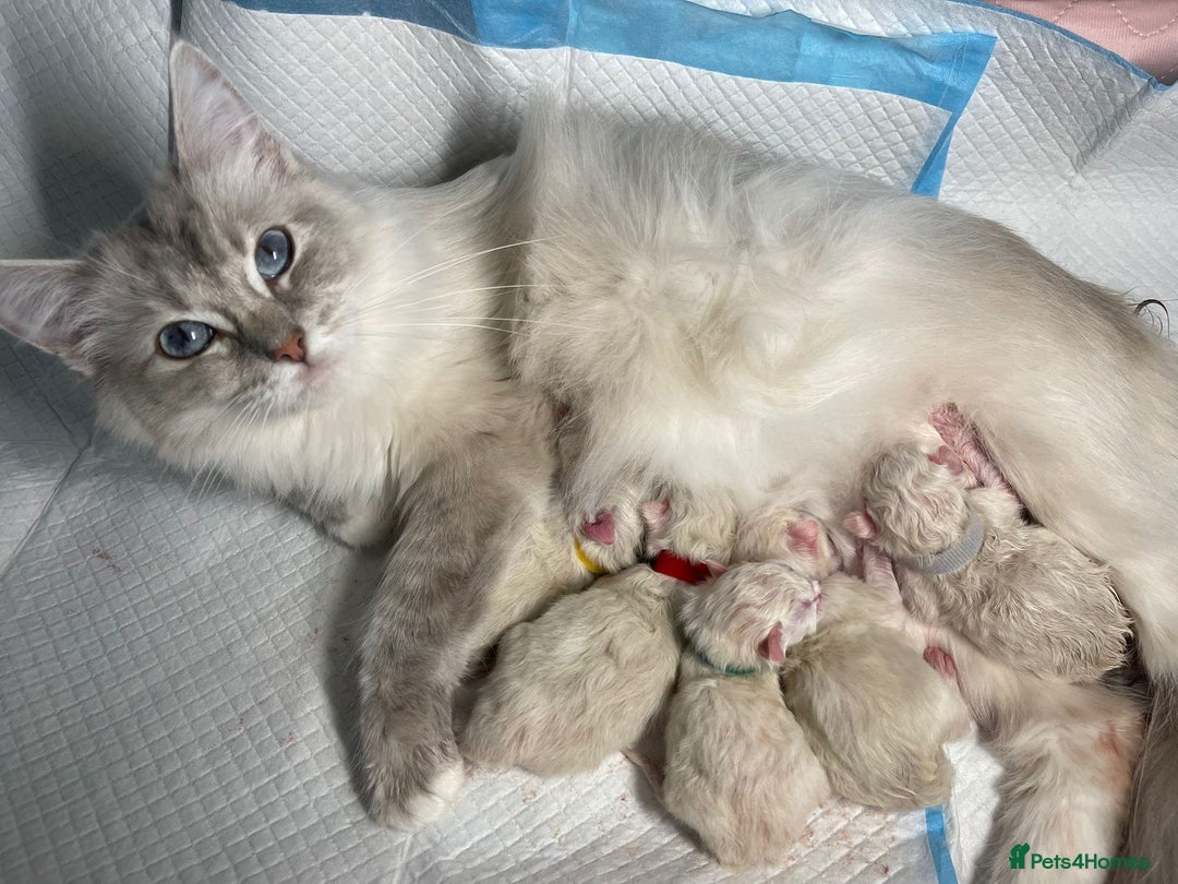 Ragdoll cats for sale: DNA Tested Charming Ragdoll Kittens - Advert 9