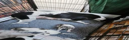 Whippet dogs for sale: KC reg Whippet puppies - Advert 14