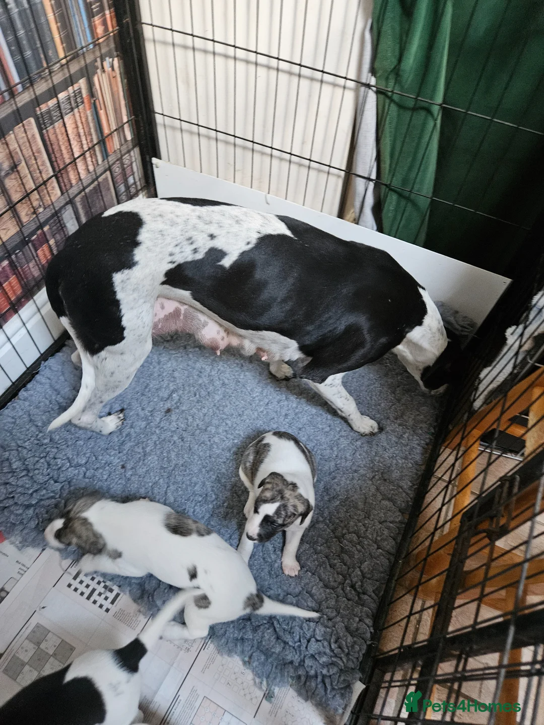 Whippet dogs for sale: KC reg Whippet puppies - Advert 14