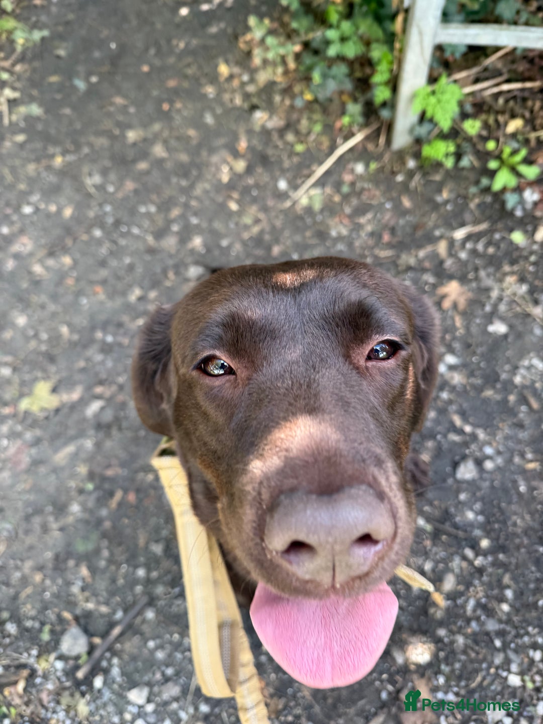 Labrador Retriever dogs for sale: Beautiful 3 year old girl - Advert 7