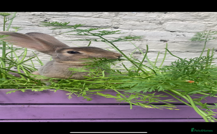 Rex rabbits - Advert 1