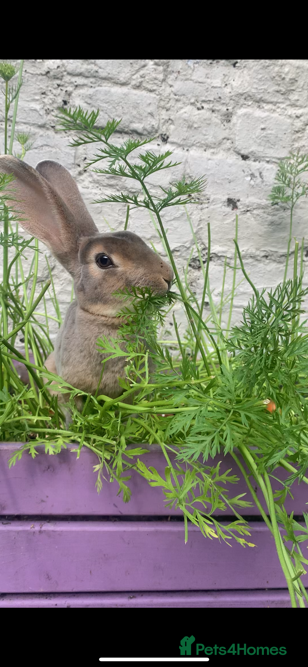 Rex rabbits for sale: 2 y/o Lavender - Image 1