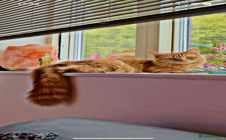 Mixed Breed cats - Advert 1