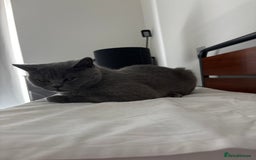 Scottish Fold cats for sale: Scottish Fold Grey Cat - Image 3