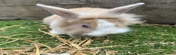 Mini Lop rabbits for sale: Mini Lop Girl Rabbit - Advert 5
