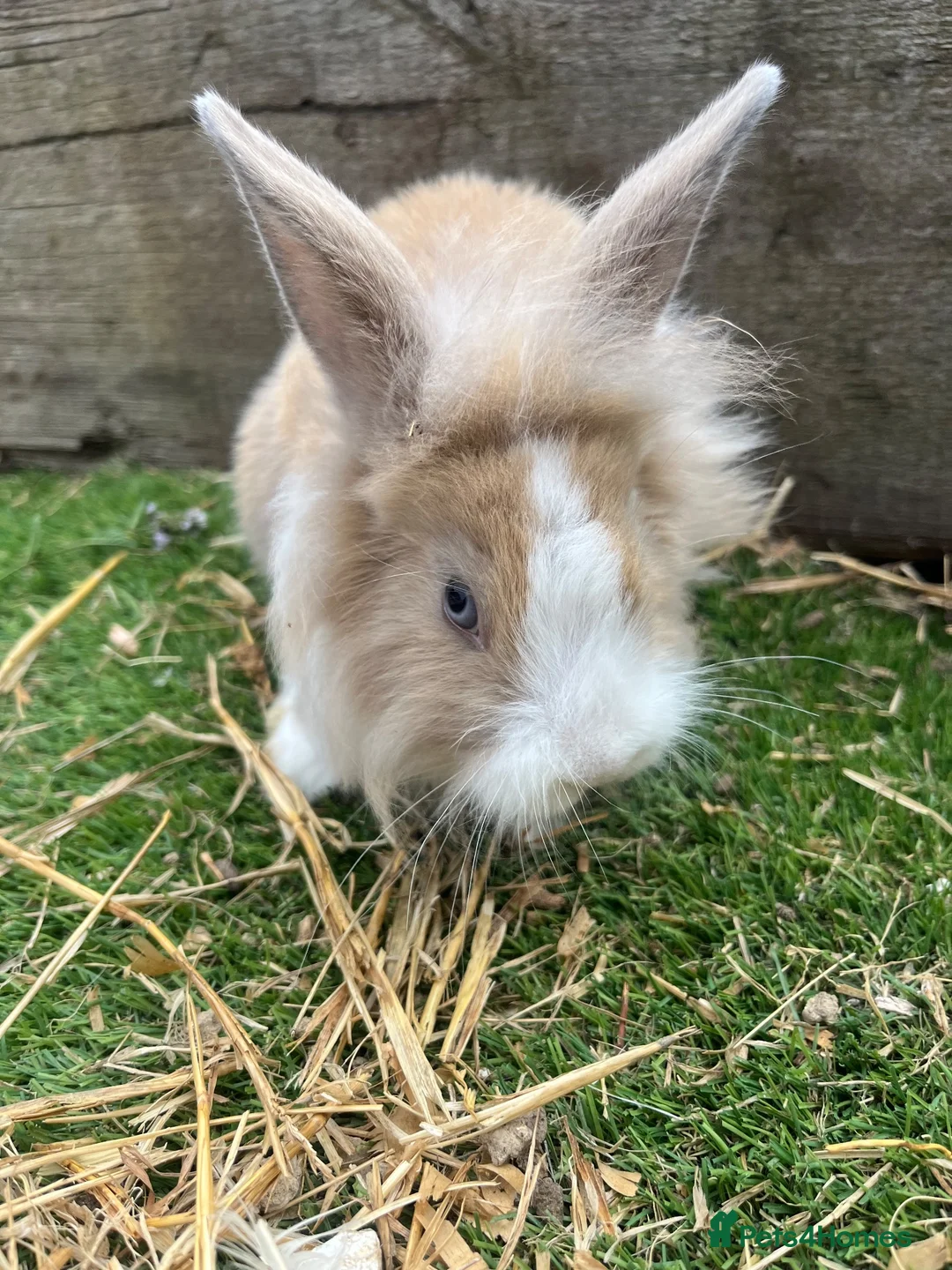 Mini Lop rabbits for sale: Mini Lop Girl Rabbit - Advert 5