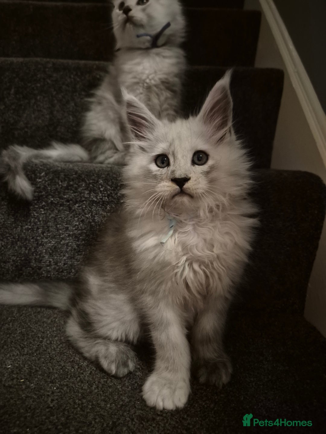 Maine Coon cats for sale: Maine Coon kittens - Advert 6