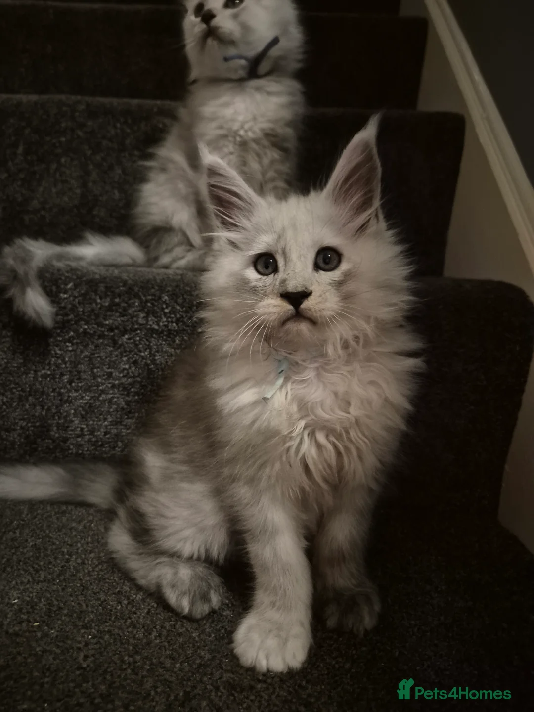 Maine Coon cats for sale: Tica registered Maine Coon kittens - Advert 6