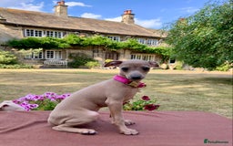 Italian Greyhound dogs for sale: Italian greyhound puppies KC reg. European lineage - Image 3
