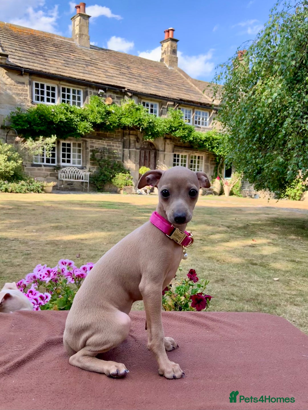 Italian Greyhound dogs for sale: Italian greyhound puppies KC reg. European lineage - Image 3