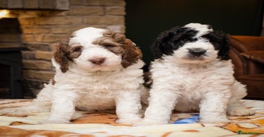 Bernedoodle dogs - Advert 6