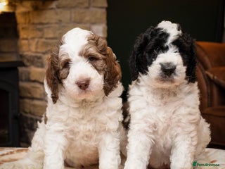 Bernedoodle dogs - Advert 4