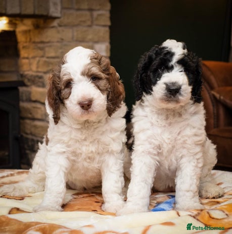 Bernedoodle dogs - Advert 5