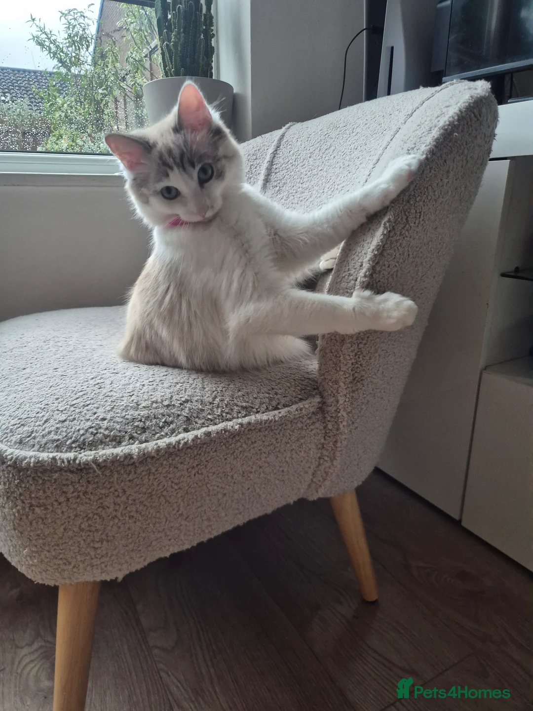Ragdoll cats for sale: Beautiful female Ragdoll for sale  - Advert 5