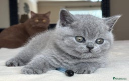 British Shorthair cats for sale: British Shorthair teddy bear face and plush coat - Image 1