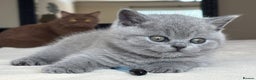 British Shorthair cats for sale: British Shorthair teddy bear face and plush coat - Advert 1